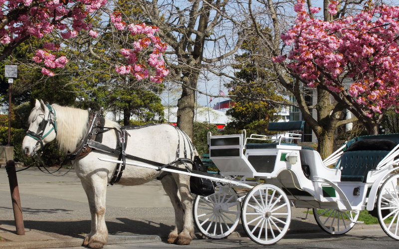 Explore-Vintage-Victoria-with-a-60-Minute-Beacon-Hill-Park-Tour-800x500-1700306665.jpg