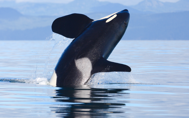 best-whale-watching-in-vancouver-800x500-1697192983.jpg