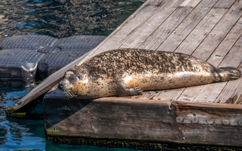 discover-marine-wonders-with-vancouver-aquarium-ticket-and-expert-naturalists-800x500-1699102120.jpg