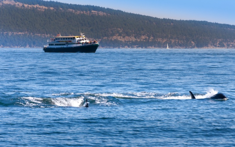 experience-an-unequal-whale-watching-in-the-waters-of-victoria-800x500-1696770516.jpg