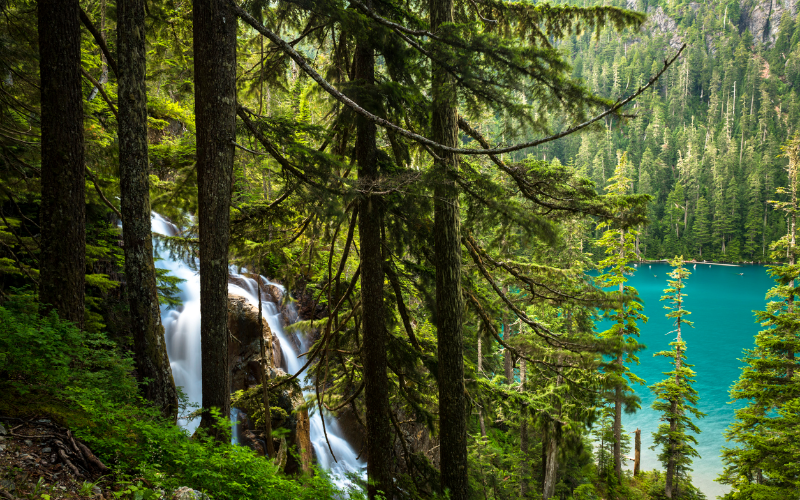 exploring-vancouver-s-rainforest-a-sojourn-into-the-wonders-of-nature-800x500-1698555106.jpg