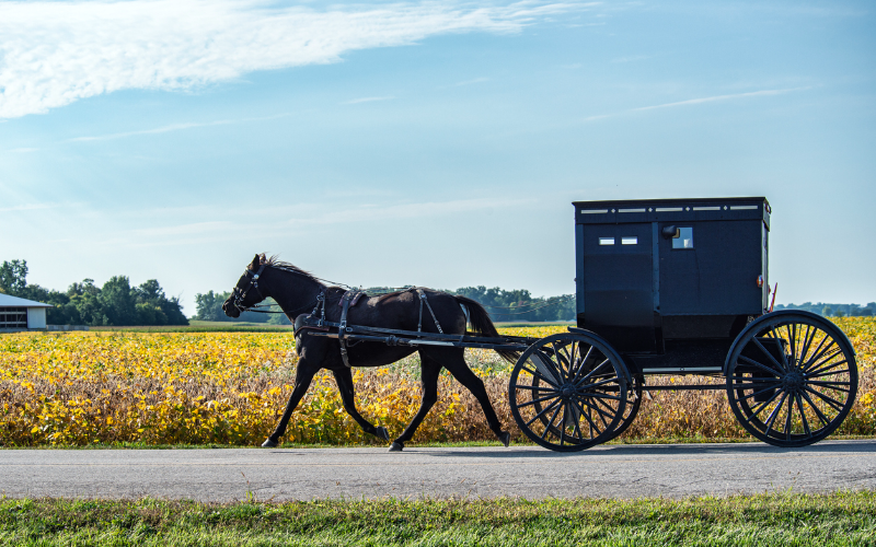 gentle-ride-through-history-beacon-hill-park-horse-down-carriage-tour-800x500-1699095176.jpg