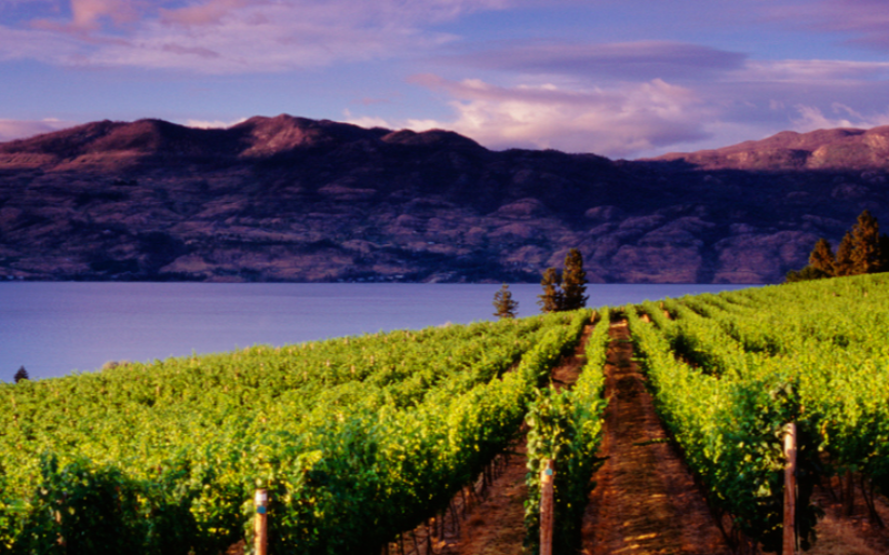 half-day-guided-tour-kelowna-or-west-kelowna-afternoon-sightseeing-wine-tour-800x500-1698409080.jpg
