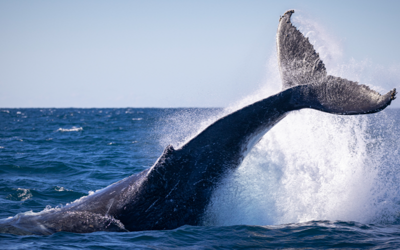 half-day-sunset-whale-watching-adventure-from-vancouver-800x500-1698483734.jpg