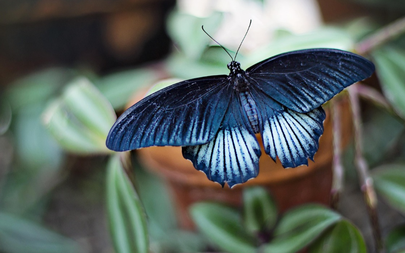 immerse-yourself-in-the-enchanting-world-of-victoria-s-butterfly-paradise-800x500-1699533582.jpg