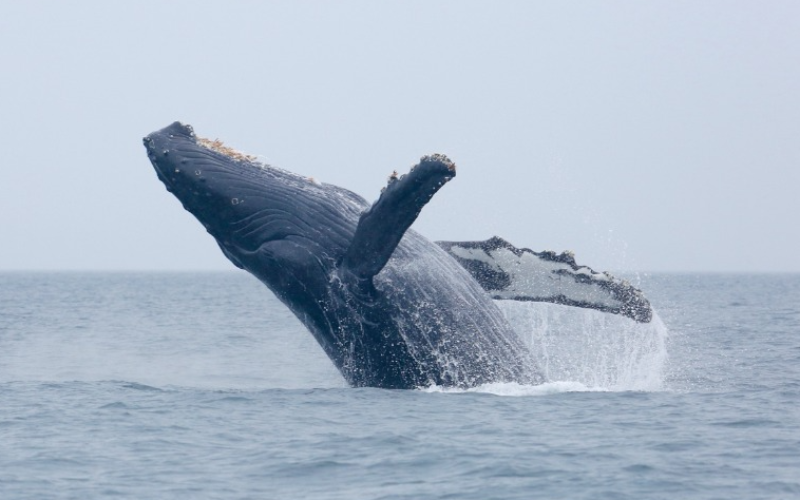 ocean-odyssey-vancouver-whale-watching-adventure-800x500-1697552557.jpg