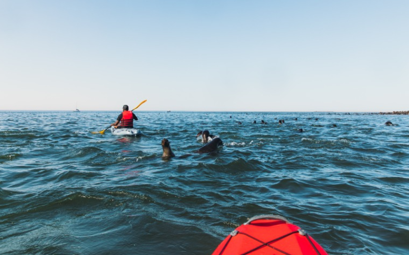 snorkelling-in-vancouver-exploring-underwater-wonderland-800x500-1700220658.jpg
