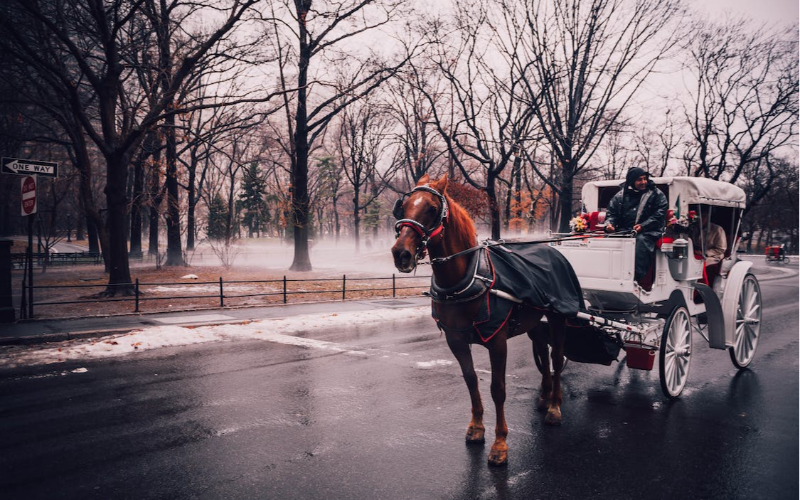 submerge-yourself-in-victoria-s-natural-splendor-with-the-premier-horse-drawn-carriage-tour-800x500-1699427072.jpg