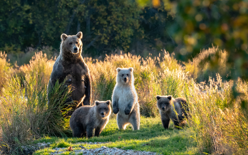 toba-inlet-grizzly-tour-a-wildlife-spectacle--800x500-1698389118.jpg