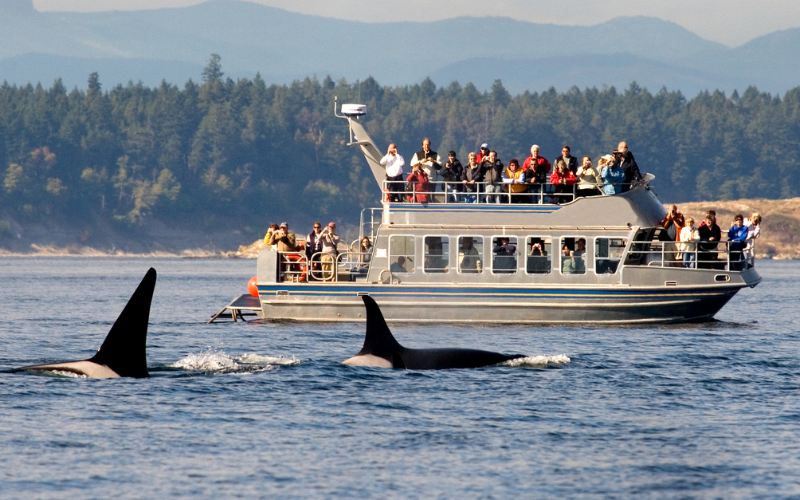 unique-marine-expeditions-in-boat-tour-and-whale-watching-in-nanaimo-800x500-1698660513.jpg