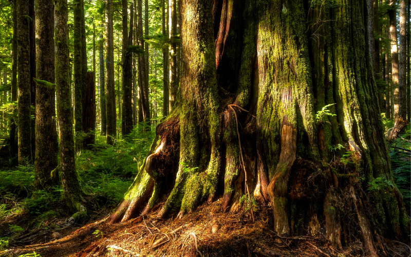 unveiling-vancouver-s-ancient-trees-guided-exploration-800x500-1698309704.jpg