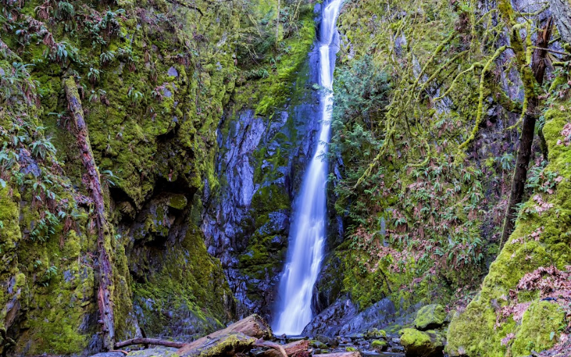 vancouver-island-rainforest-hike-private-guide-800x500-1699508449.jpg