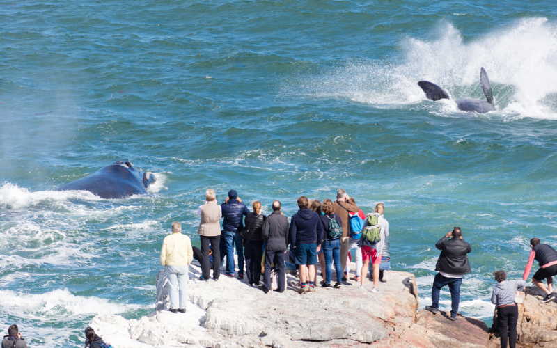 victoria-half-day-cruise-guided-whale-watching-tour-800x500-1698158235.jpg