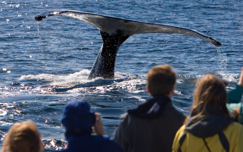 victoria-whale-watching-tour-exciting-half-day-tours--800x500-1697609330.jpg