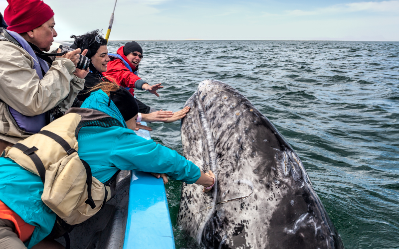 whale-watching-bliss-the-ultimate-marine-adventure-800x500-1696768811.jpg
