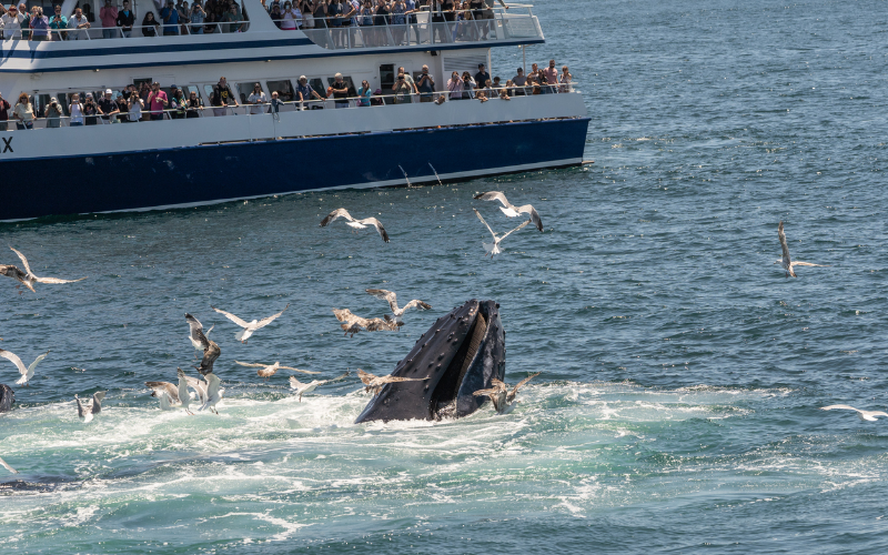 whale-watching-in-victoria-covered-vessel-tours-with-rain-or-shine-800x500-1696136410.jpg