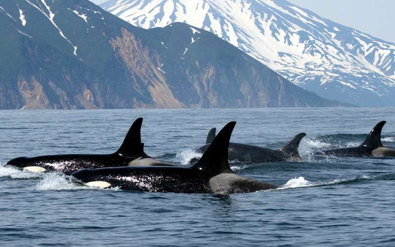 whales-and-bald-eagles-on-cowichan-bay-and-gulf-islands-tour-in-vancouver-800x500-1698932595.jpg