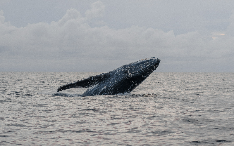zodiac-whale-watching-in-victoria-great-fun-watching-800x500-1697003694.jpg